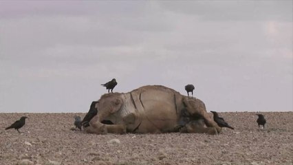 Hinter Elefantensterben steckt auch tödliche Gefahr für unsere Hunde