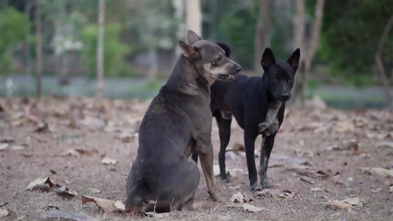 Gegen Tollwut, Covid-19 & Co.: Wildtiere sollen geimpft werden!