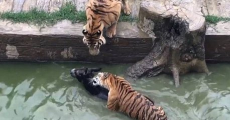 Mécontents, les investisseurs d'un zoo chinois jettent un âne vivant aux tigres