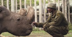 Sudan, le dernier mâle rhinocéros blanc du Nord, est mort au Kenya