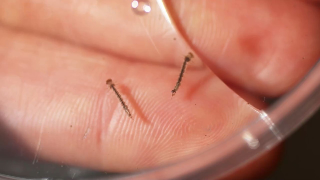 Britische Firma lässt genmanipulierte Moskitos in den USA frei!