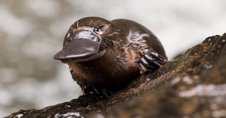 L'ornithorynque pourrait détenir la clé de la lutte contre les bactéries résistantes