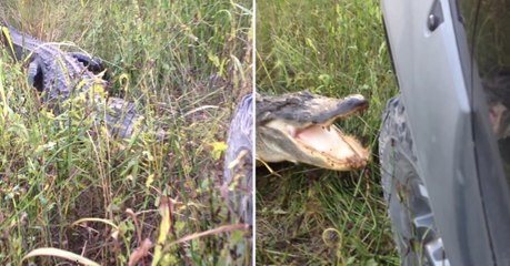 Louisiane : pourquoi défier un alligator est une très mauvaise idée