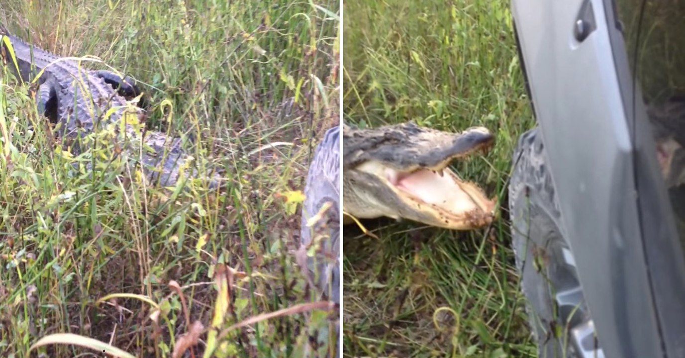 Louisiane : pourquoi défier un alligator est une très mauvaise idée