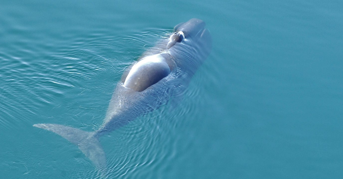 Les baleines boréales ne font pas que chanter : elles sont aussi capables de composer leurs chansons