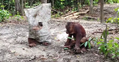 Quand un orang-outan tente par tous les moyens d'attirer l'attention de son compagnon