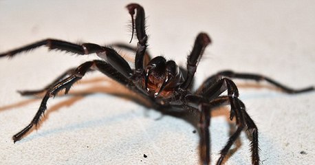 Australie : Une des araignées les plus toxiques au monde baptisée Colossus capturée