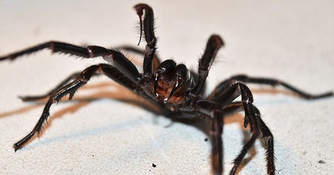 Australie : Une des araignées les plus toxiques au monde baptisée Colossus capturée