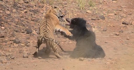 Inde : un combat impressionnant filmé entre un ours et un tigre du Bengale