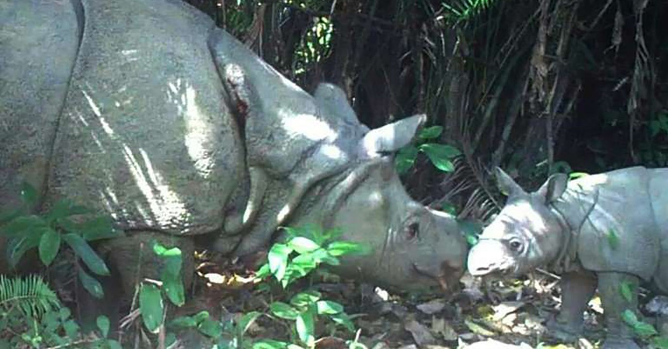 Rhinocéros de Java : la naissance de deux bébés révélée par des pièges photographiques en Indonésie