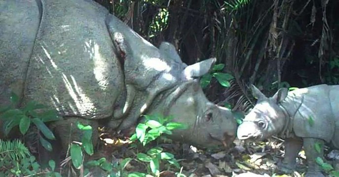 Rhinocéros de Java : la naissance de deux bébés révélée par des pièges photographiques en Indonésie