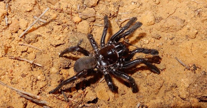 Numéro 16, la plus vieille araignée connue au monde est morte en Australie