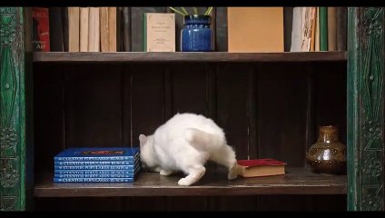 Qute kitten playing in home