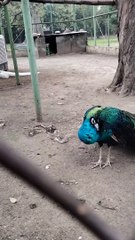 Peacock  Video By Kingdom Of Awais