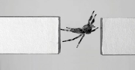 Des chercheurs apprennent à une araignée à sauter sur commande pour construire de meilleurs robots