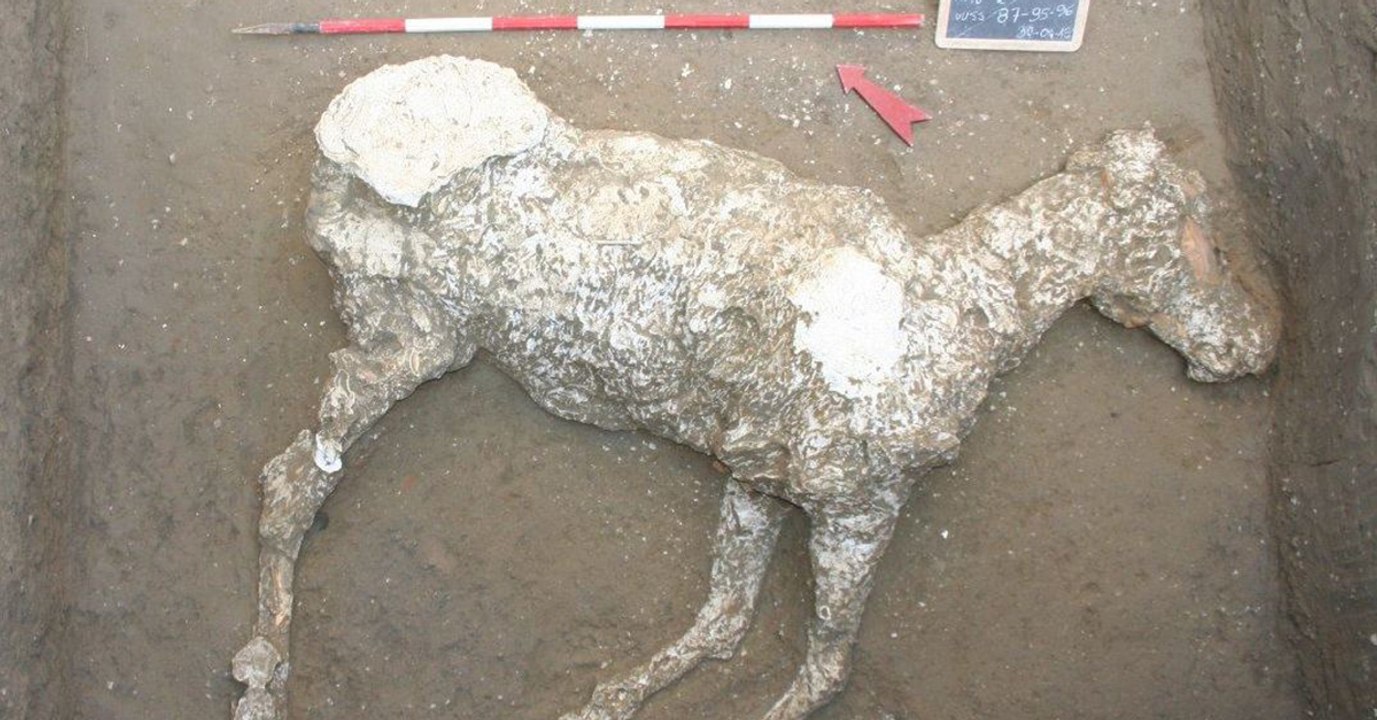 Les archéologues découvrent les restes bien préservés d'un cheval près de Pompéi