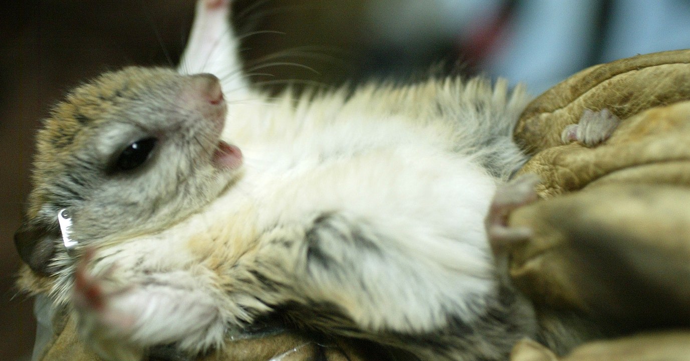 Animal : Le mystère des écureuils volants fluorescents interroge les scientifiques