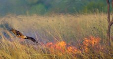 Des oiseaux de proie déclencheraient volontairement des feux en Australie selon une étude