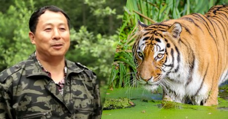 Liang Fengen, cet ancien braconnier qui protège maintenant les tigres sauvages en Chine