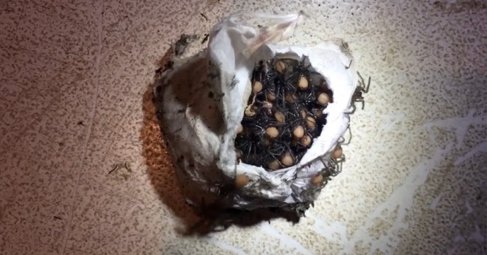 Quand des centaines de bébés araignées jaillissaient de leur sac en Australie