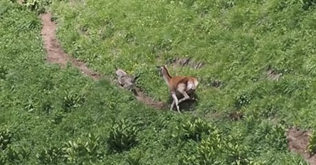 Quand un loup se fait pourchasser par... une biche dans le Caucase