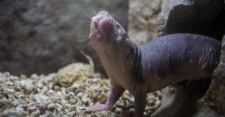 Le rat-taupe nu, l'animal le plus laid du monde, révèle un autre de ses super-pouvoirs