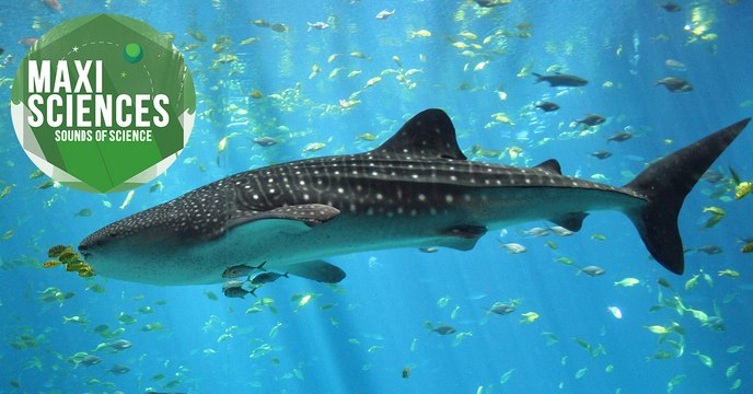 Requins-baleines, sarcophage et braconniers, les 8 actus sciences que vous devez connaître ce 8 juillet