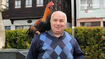 Bartın'da bir esnaf omzundan ayrılmayan horozu elleriyle besliyor