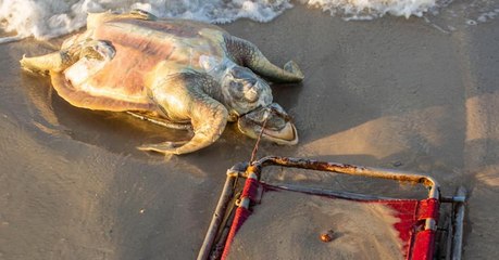 Une tortue en danger d'extinction a été retrouvée morte... piégée par une chaise de plage