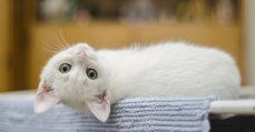 Le parasite toxoplasma gondii fournirait un lien étonnant entre les chats et l'entrepreneuriat
