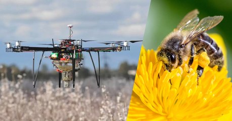 Dropcopter, un drone pollinisateur pour pallier le déclin des abeilles