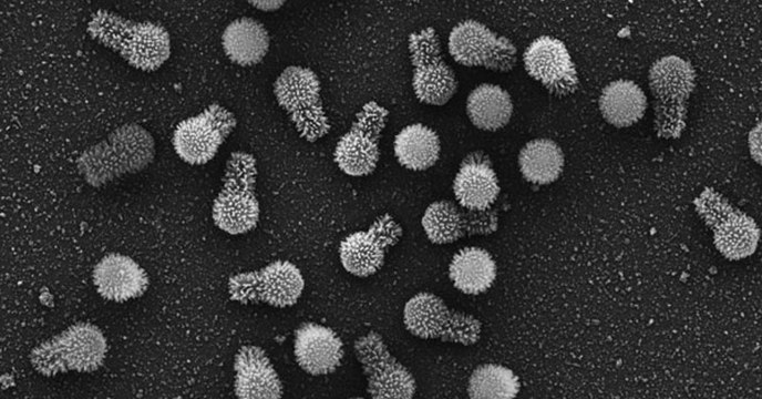 Tupanvirus : des virus géants découverts au Brésil bousculent les connaissances scientifiques