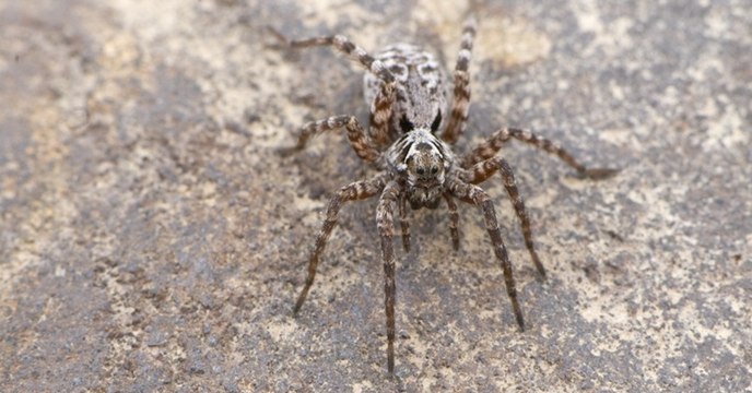 Les araignées-loups pourraient avoir une influence inattendue sur le réchauffement climatique
