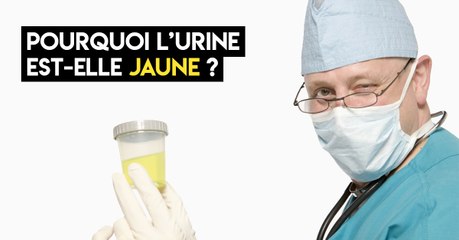 Pourquoi l’urine est-elle jaune ?