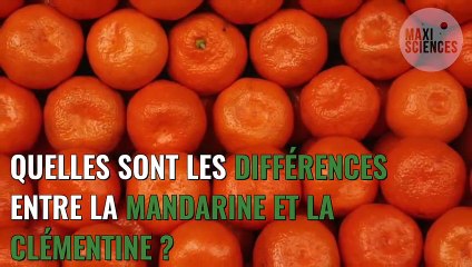 Quelle est la différence entre une clémentine et une mandarine ?