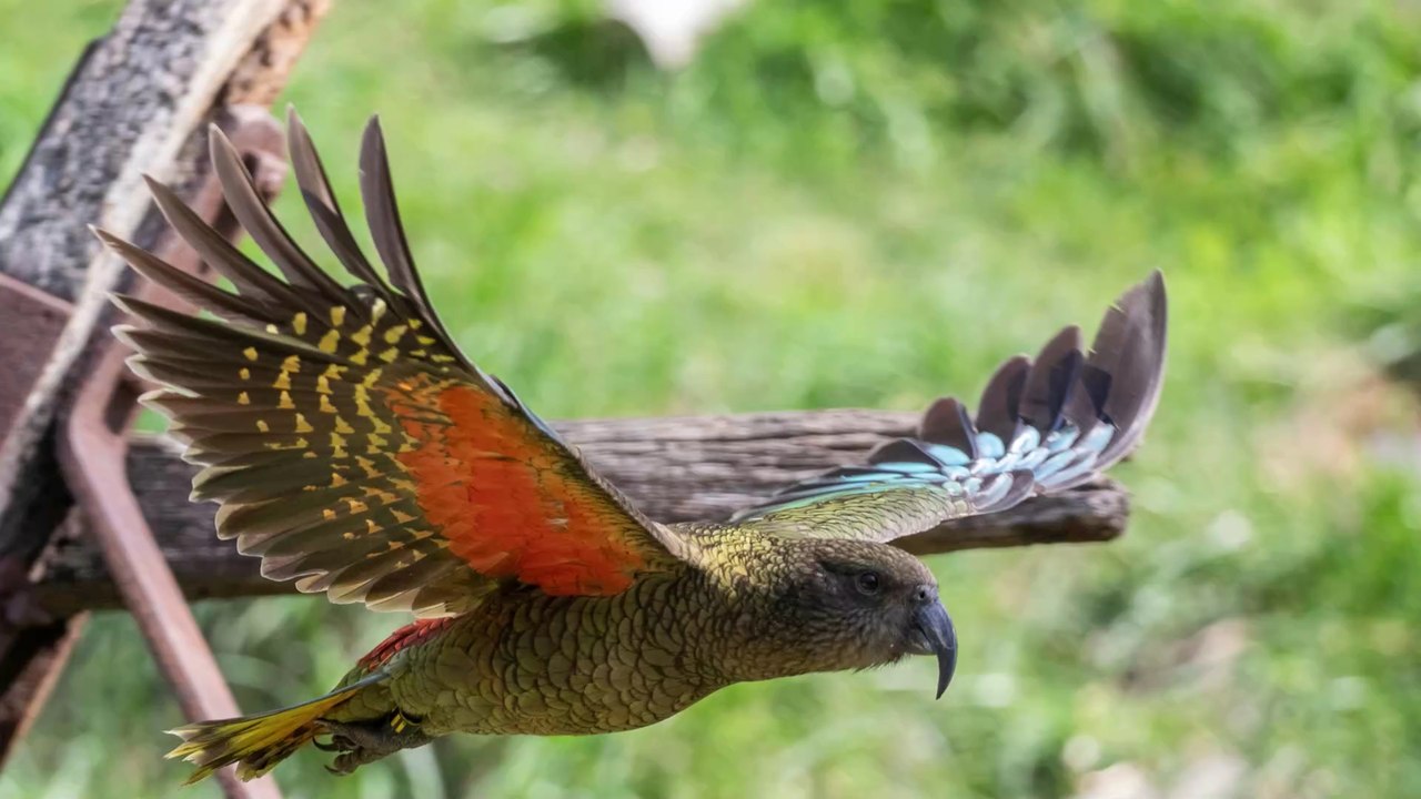 Neuseeland: Ein Papagei stiehlt eine Kamera und filmt sich damit (Video)