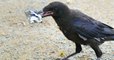 Au Puy du Fou, des corbeaux assurent désormais le ramassage... des déchets
