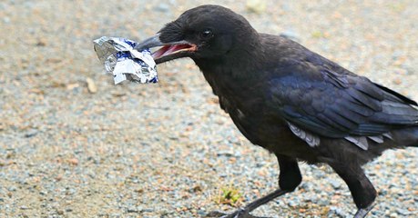 Au Puy du Fou, des corbeaux assurent désormais le ramassage... des déchets