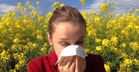 Allergie : comment les allergènes déclenchent des crises d'asthme ? Mystère résolu