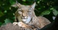 Le lynx pourrait faire son retour au Royaume-Uni 1300 ans après sa disparition