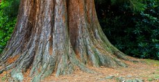 Des chercheurs français révèlent le surprenant pouvoir de l'écorce des arbres