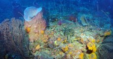 Zone rariphotique : des chercheurs découvrent une zone de l'océan inconnue et remplie de poissons