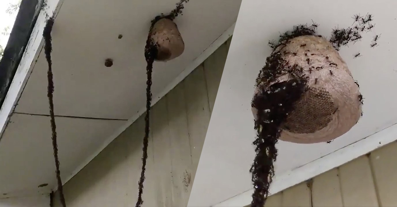 Vidéo : L'incroyable attaque d'une armée de fourmis sur un nid de guêpes filmée au Brésil