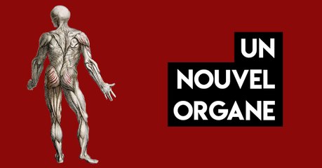 Interstitium : Quand les scientifiques découvraient un 80e organe dans le corps humain