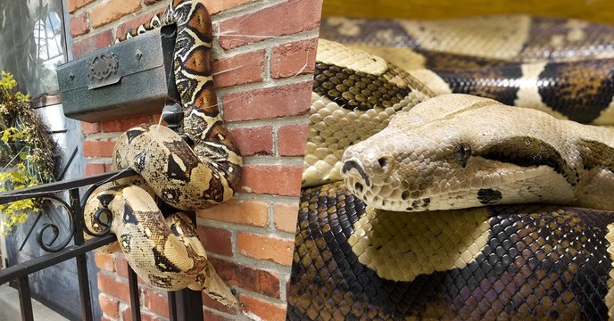Insolite : un facteur tombe face à un énorme serpent installé sur une boite aux lettres