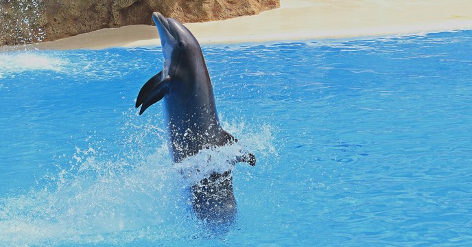 Réseau-Cétacés : pour la captivité des cétacés, la France est la mauvaise élève de l'Europe