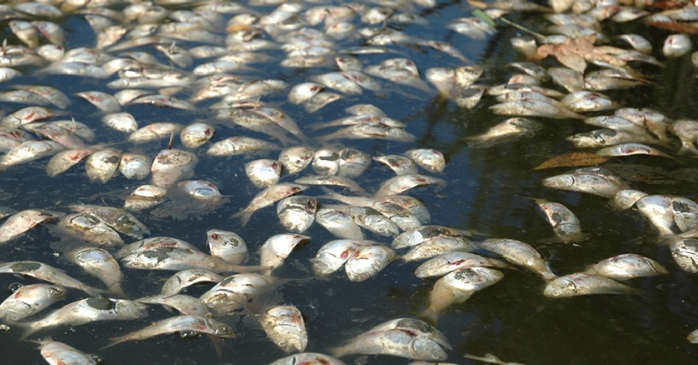 Dans les océans, les "zones mortes" se sont multipliées par quatre depuis 1950