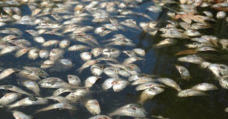 Dans les océans, les "zones mortes" se sont multipliées par quatre depuis 1950