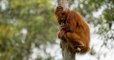 Grands singes : les scientifiques lancent un cri d'alarme pour les sauver de l'extinction