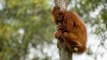 Grands singes : les scientifiques lancent un cri d'alarme pour les sauver de l'extinction